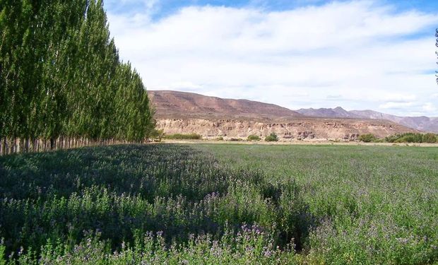 Mendoza, ¿tierra del buen megafardo?