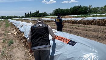 Ni el ajo se salva: la AFIP incautó 891 toneladas de esa hortaliza durante un operativo junto a la Policia Federal