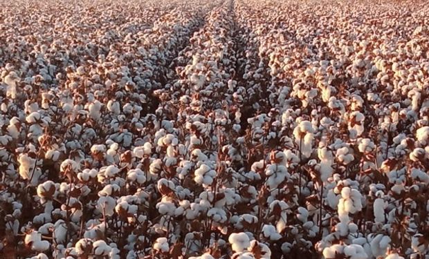 Las semillas de algodón llegan al campo vía e-commerce