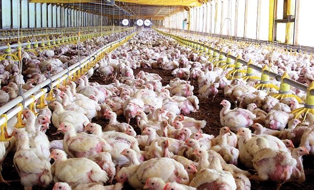 La avicultura demanda 3,6 millones de toneladas de maíz y 1,6 millones de toneladas de soja al año.