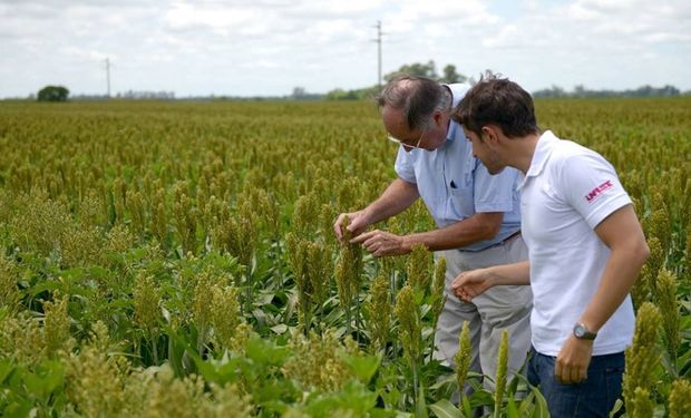 Cambia el sistema de fiscalización de semillas y se agregan nuevas categorías en el registro