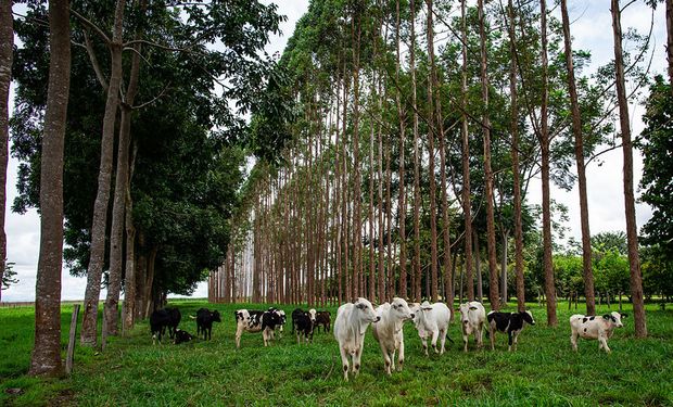 Abiec alerta para “guerra comercial de sanções” se PL da Reciprocidade Ambiental for aprovado