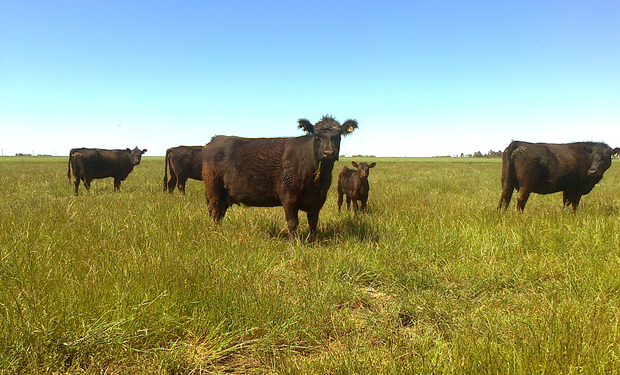 Pasturas: cuánto cuesta sembrar una hectárea