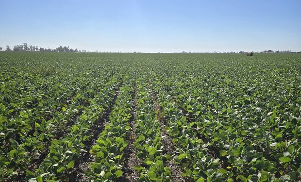 La empresa agropecuaria que sacó el primer crédito en toneladas de soja y cuenta la experiencia completa