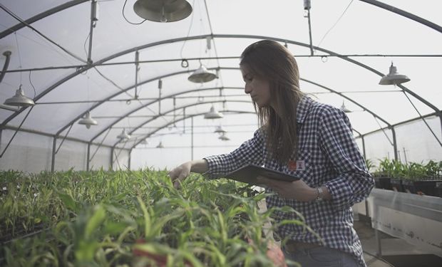 Celebreeding: con un evento virtual, KWS celebra el aporte del mejoramiento genético en el cultivo de maíz