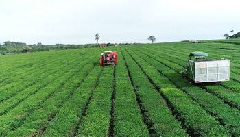 Argentina lidera la producción de té en América