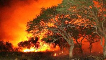 Se quemaron más de 500.000 hectáreas en el norte de Río Negro y el sur bonaerense