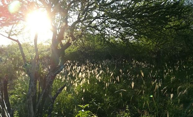 Desde la UBA valorizan antiguos saberes campesinos.