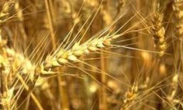 Otro máximo para el trigo local anticipa alzas en la harina y el pan
