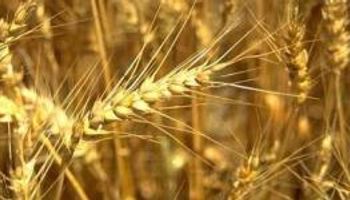 Noticias agrícolas del día