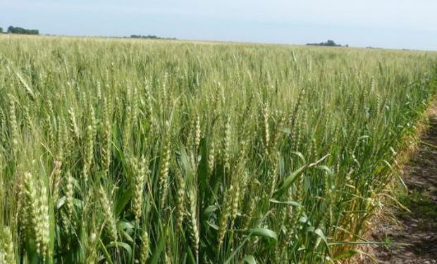 La cosecha de trigo llegaría a 10,35 millones de toneladas