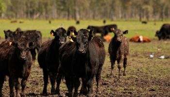 Buenos Aires lanzó financiamiento al sector ganadero para la siembra de pasturas 