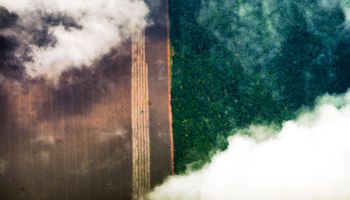 Desmatamento na Amazônia pode ser permanente, diz Banco Mundial