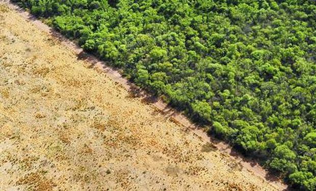 Se perdieron más de un millón de hectáreas de bosques