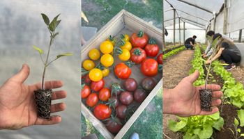 El grupo que busca recuperar el sabor del tomate y defenderlo de la desaparición ante las verduras de hoja: así es el trabajo de Código Tomate