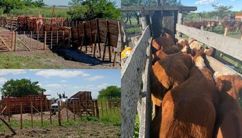 Impensado: “Hoy una manga simple puede valer cuatro terneros y mil metros de alambrado son solamente mil kilos de carne"