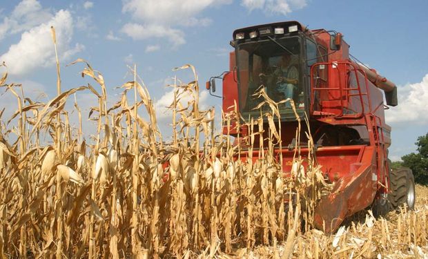 Sudáfrica: Cosecha de maíz sería de 12,28 M. de Tn.