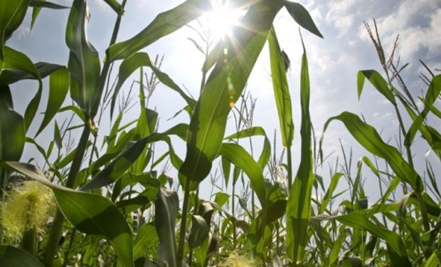 El calor y la falta de lluvias amenazan con retrasar la siembra de soja y maíz