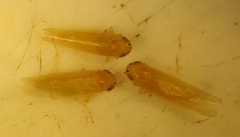 Alerta chicharritas: la lista de 24 productos autorizados para el control en maíz