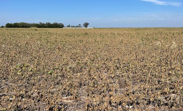 Definen a las pérdidas por sequía como históricas: un millón menos de hectáreas de soja y 200.000 hectáreas menos de maíz