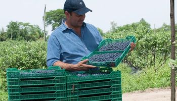 Produce árandanos, frutillas y maracuyá y apuesta a certificar procesos para ingresar a nuevos mercados