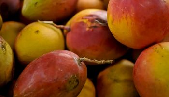 França suspende importação de frutas com resíduos de defensivos proibidos na UE