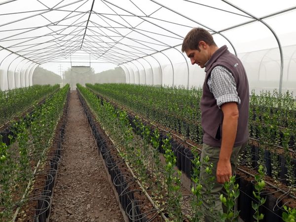 agronomo argentina