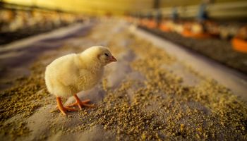 Fim do inverno aumenta risco de gripe aviária