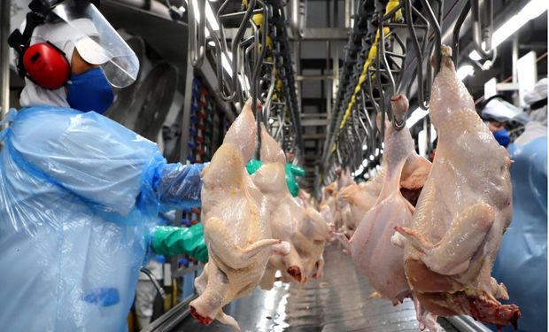 ABPA projeta resultado positivo para exportações de carne de frango em 2024