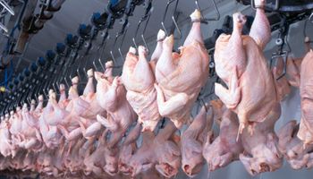 Produção de carne de frango deve subir até 1,8% em 2024, projeta ABPA