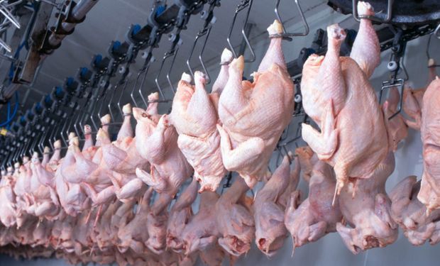 Produção de carne de frango deve subir até 1,8% em 2024, projeta ABPA