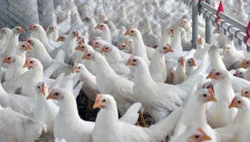 Brasil deve chegar ao 5º ano seguido de aumento nas exportações de frango