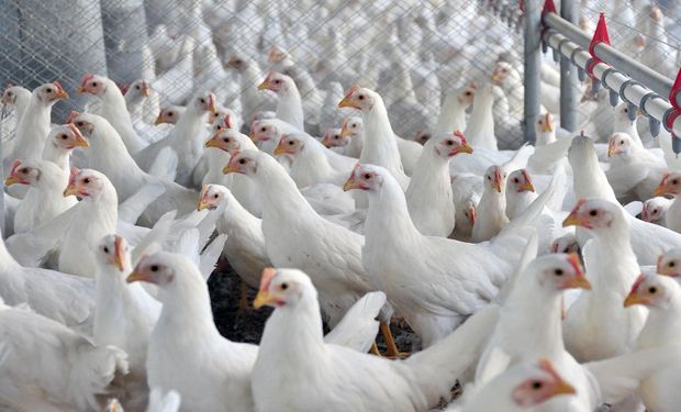 Rabobank espera que os preços do milho e da soja, principal insumo da avicultura, diminuam entre 10% a 15% em 2023. (foto - ilustrativa)