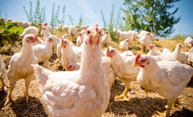 Setores de aves e suínos elevam produção e exportação pelo 3º ano seguido