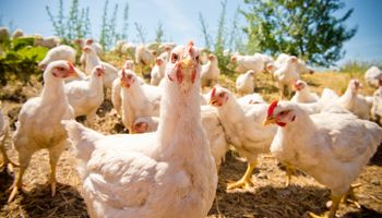 Brasil encaminha 4º ano seguido de alta na exportação de frango