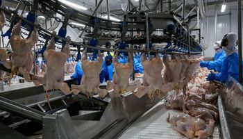 Exportação de carne de frango acumula alta de 5,6% em 2023