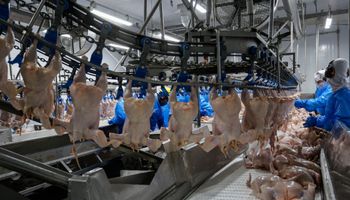Brasil bate recorde de exportação de carne de frango em 2023