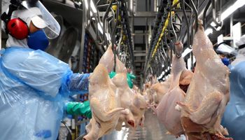 Exportações de carne de frango têm o maior volume do ano