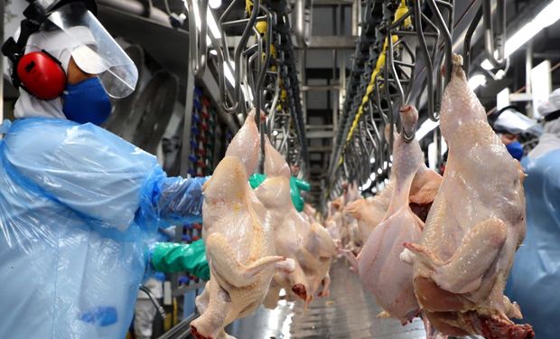 Exportações de carne de frango têm o maior volume do ano