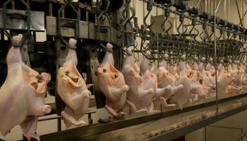 Doença de Newcastle: Brasil suspende exportações de carnes de aves e derivados