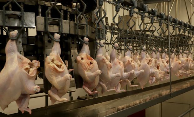 Doença de Newcastle: Brasil suspende exportações de carnes de aves e derivados