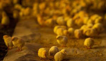 Exportações de carne de frango teve leve aumento em agosto