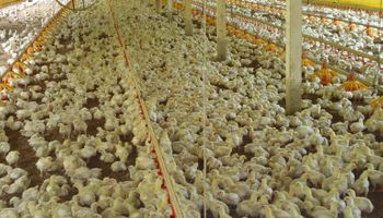Santa Catarina reforça medidas para prevenir influenza aviária 