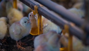 Gripe aviária: Japão suspende importação de carne de aves do MS