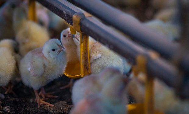 Brasil agora soma 106 casos da doença, 103 em aves silvestres e três em aves de subsistência.