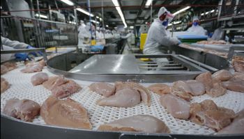 Devido à gripe aviária, exportações de carne de frango caem 12,9% em maio