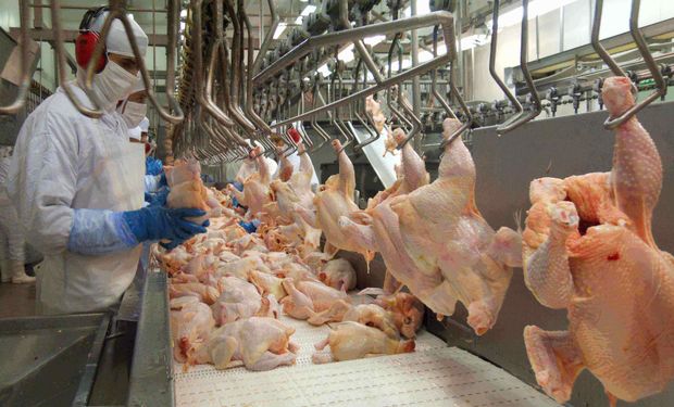 Apesar do Brasil manter o status de livre da doença em aves comerciais, conforme preconiza a Organização Mundial de Saúde Animal (OMSA), o governo japonês suspendeu as importações de carne de frango oriundos de SC