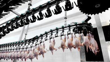 Com demanda internacional aquecida, exportações de carne de frango crescem