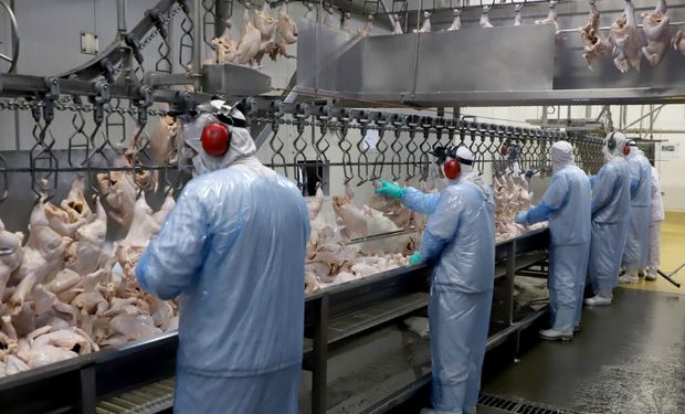 União Europeia reabre mercado para carne de frango e peru do Brasil