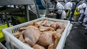 Gripe aviária: mais sete países retiram restrições ao frango do Brasil 